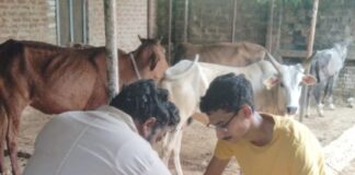 समाजसेवी की सूचना पर बीमार गाय का उपचार:बहराइच में डायल 1962 टीम ने मौके पर पहुंचकर बचाई जान