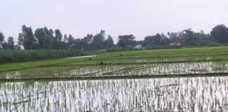 बस्ती में मानसून मेहरबान:बारिश से धान की रोपाई को मिली रफ्तार, किसानों के चेहरे खिले