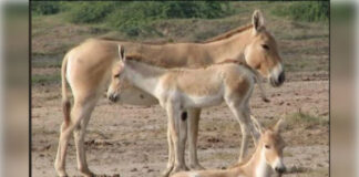 व्यंग्य: जुगाड़ के अस्तबल में रेशमी गधे