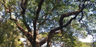 ठाणे नगर निगम ने खतरनाक पेड़ों की तुरंत जांच के आदेश दिए