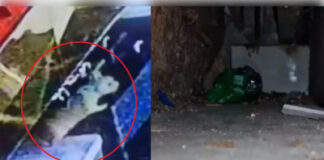 चूहों के बिल से निकाली गईं 10 अंगूठियां और 2 हार