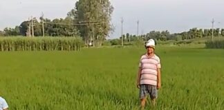 बेनीपुर में बारिश नहीं, धान की फसल पर संकट:लागत बढ़ने से धान की पैदावार पर संकट के बादल