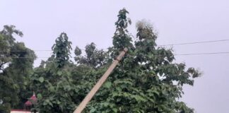 पैकोलिया थाने के पास झुका बिजली पोल:नीम के सहारे टिका, बड़े हादसे का खतरा