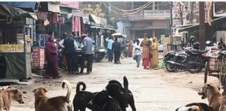 नौतनवा में कुत्तों का आतंक बढ़ा:स्थानीय लोग परेशान, प्रशासन ने जल्द कार्रवाई का दिया भरोसा