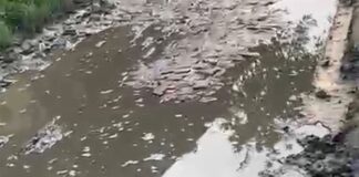 बरवां सोनिया में सड़क जर्जर, गड्ढों में भरा पानी:राहगीरों और स्कूली बच्चों को आवागमन में हो रही परेशानी