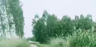 लिंक रोड पर जंगली घास, लोगों को सांप-बिच्छू का डर:हनुमानपुर से भेड़िया पार मार्ग पर आवागमन प्रभावित, सड़क भी क्षतिग्रस्त