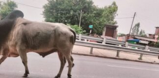 बस्ती में हाईवे पर आवारा-सांड़ों का डेरा, हादसों का खतरा:कांवड़ यात्रा में हटाए गए थे पशु, फिर डिवाइडर पर जमाया डेरा; ग्रामीणों ने गौशाला भेजने की मांग की