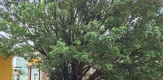 विधायक ने सुनीं जनता की समस्याएं:फरेंदा विधायक ने जनसुनवाई में निराकरण का भरोसा दिया