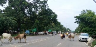 भिनगा में सड़कों पर गायें:हादसों का खतरा, राहगीर परेशान