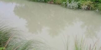 बस्ती में नहर किनारे खेत में दिखा मगरमच्छ:वन विभाग ने कई बार चलाया तलाशी अभियान, ग्रामीणों में दहशत