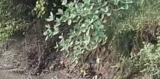 छोटी गंडक नदी में दिखा मगरमच्छ:महराजगंज में घुघली के बैकुंठी घाट के पास देखकर लोगों में हड़कंप