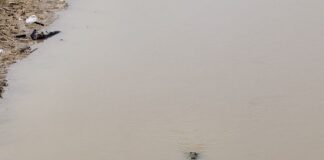 रोहिन नदी में फिर दिखा मगरमच्छ:ग्रामीणों में हड़कंप, वन विभाग ने नदी के पानी से दूर रहने की सलाह दी