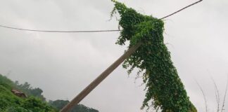 बस्ती में स्कूल के सामने बिजली खंभे पर झाड़ियां:तार उलझे, हादसे का खतरा, ग्रामीणों ने सफाई की मांग की