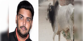 भदोही में छुट्टा सांड के हमले में घायल मां-बेटे की मौत