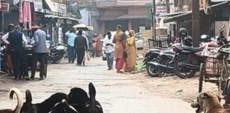 महराजगंज के नौतनवा में आवारा कुत्तों का आतंक:अस्पताल से बाजार तक दहशत, लोग भयभीत