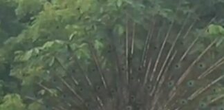 क्षेत्र में सावन के बीच मोर का नृत्य:घने बादलों के बीच पंख फैलाकर नाचा मोर, ग्रामीण हुए उत्साहित