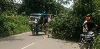 सिसवानिया में सड़क किनारे झुका पेड़, हादसे का खतरा:महाराजगंज मुख्य मार्ग पर आवागमन प्रभावित, प्रशासन से कार्रवाई की मांग