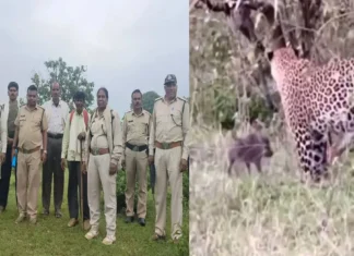 छिंदवाड़ा में 3 शावकों के साथ दिखी मादा तेंदुआ, गांव में दहशत; वन विभाग ने जारी किया अलर्ट
