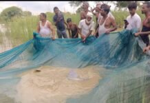 नाले में दिखी डॉल्फिन देखने उमड़ी भीड़ रेस्क्यू के बाद डॉल्फिन को भंगहा के पास राप्ती नदी में सुरक्षित छोड़ा गया।