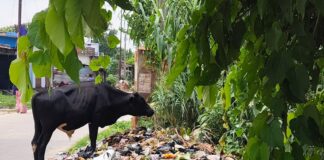 बछड़ा कूड़े के ढेर में खा रहा प्लास्टिक:सिंदुरिया-झांझनपुर मार्ग पर ग्रामीणों में प्रशासन के खिलाफ नाराजगी
