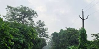 बस्ती में परसा-परशुरामपुर मार्ग पर झाड़ियों से खतरा:संकरी सड़क से वाहन चालकों को परेशानी, दुर्घटना की आशंका