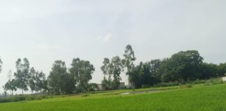 रुधौली में अच्छी बारिश, किसानों के चेहरे खिले:धान की रोपाई के बाद मिली सिंचाई की चिंता से राहत