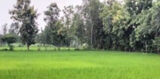 श्रावस्ती के दिकौली में बारिश, किसानों को राहत:कई दिनों बाद हुई बरसात से धान की फसल को मिला जीवनदान