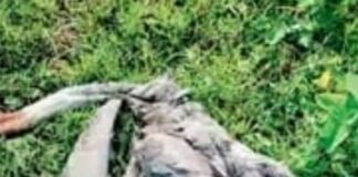 हाईटेंशन तार से दो सारस की मौत:महराजगंज के सोहगीबरवा वन्यजीव प्रभाग में तीसरा घायल