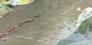 दामूपुरवा गांव में भारी बारिश, किसानों को राहत:सूखती धान की फसलें बचीं, सिंचाई के खर्च से भी छुटकारा