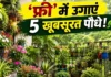 बारिश में बिना पैसे उगाएं ये 5 खूबसूरत पौधे, सिर्फ एक कटिंग से तैयार होगा नया पौधा; बालकनी दिखेगी हरी-भरी