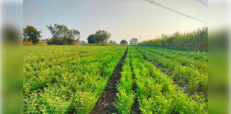 किसानों के लिए सौगात बनकर आई बारिश, खेतों में छाई हरियाली