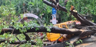 BMC ने चेंबूर में पेड़ गिरने की जानलेवा घटना की फिर से जांच के लिए इंडिपेंडेंट पैनल नियुक्त किया